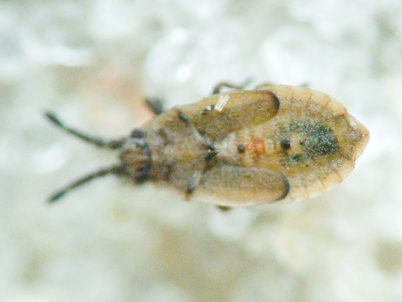 Tingidae Laporte, 1832